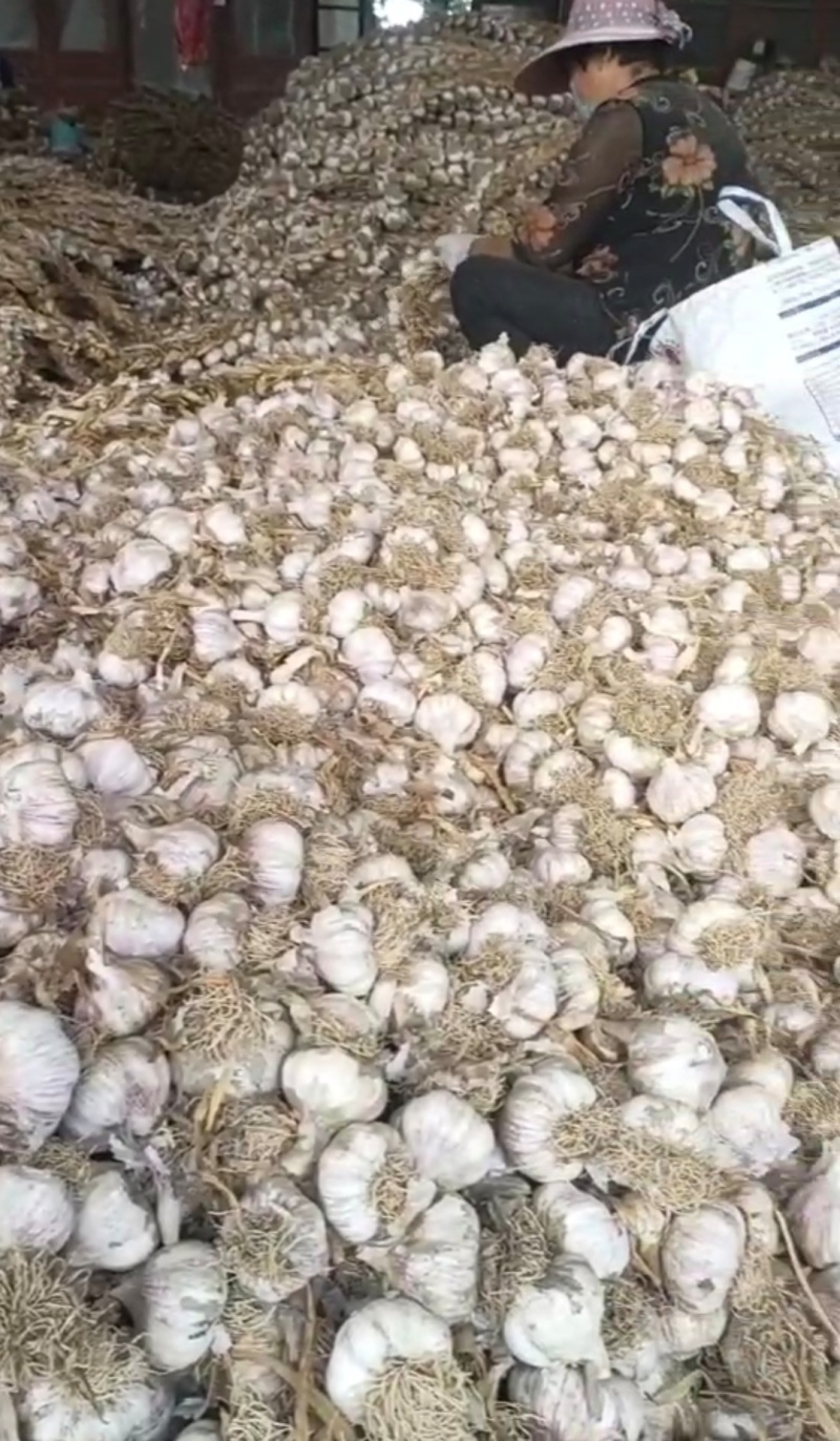 山东聊城蒜苗种子紫红根蒜苗种子货源充足
