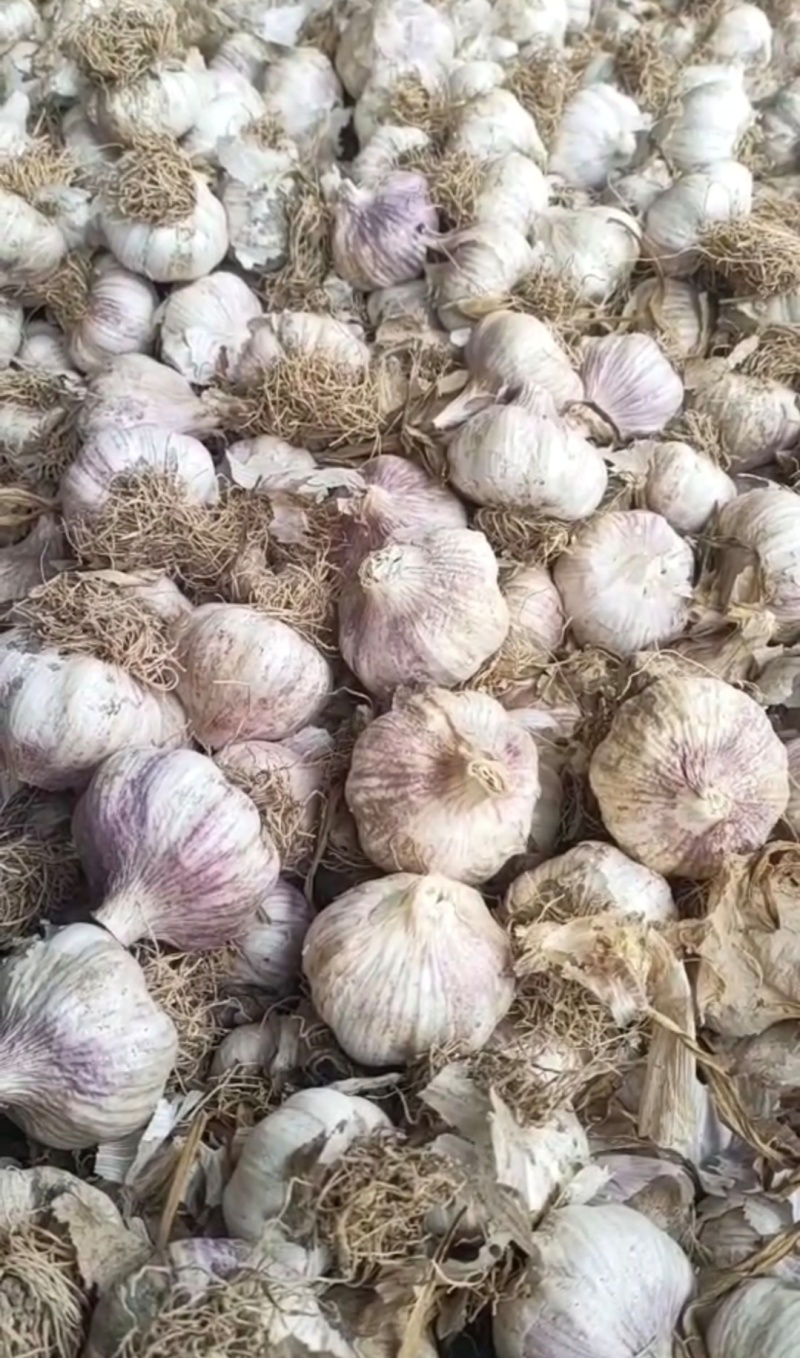 山东聊城蒜苗种子紫红根蒜苗种子货源充足