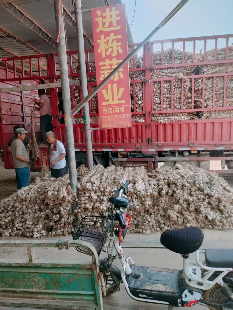 山东聊城蒜苗种子紫红根蒜苗种子货源充足