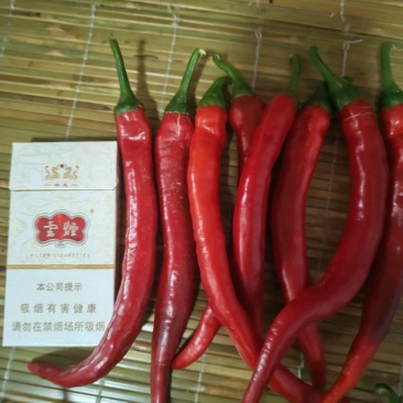 津利红一号辣椒大量有货精品量大辣椒基地直发万亩基地