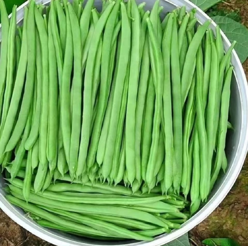 湖北精品四季豆无筋豆高山种植