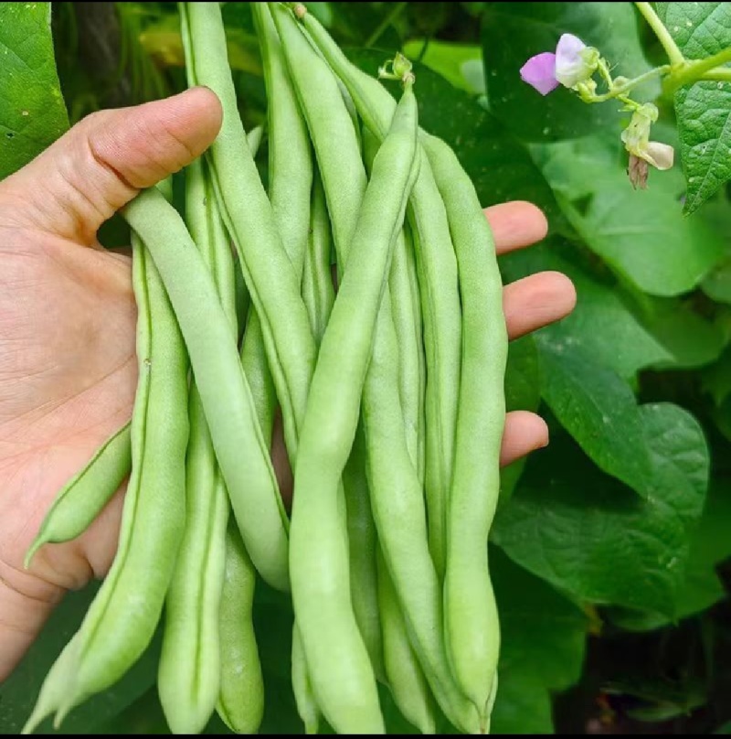 湖北精品四季豆无筋豆高山种植