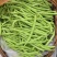 湖北精品四季豆无筋豆高山种植