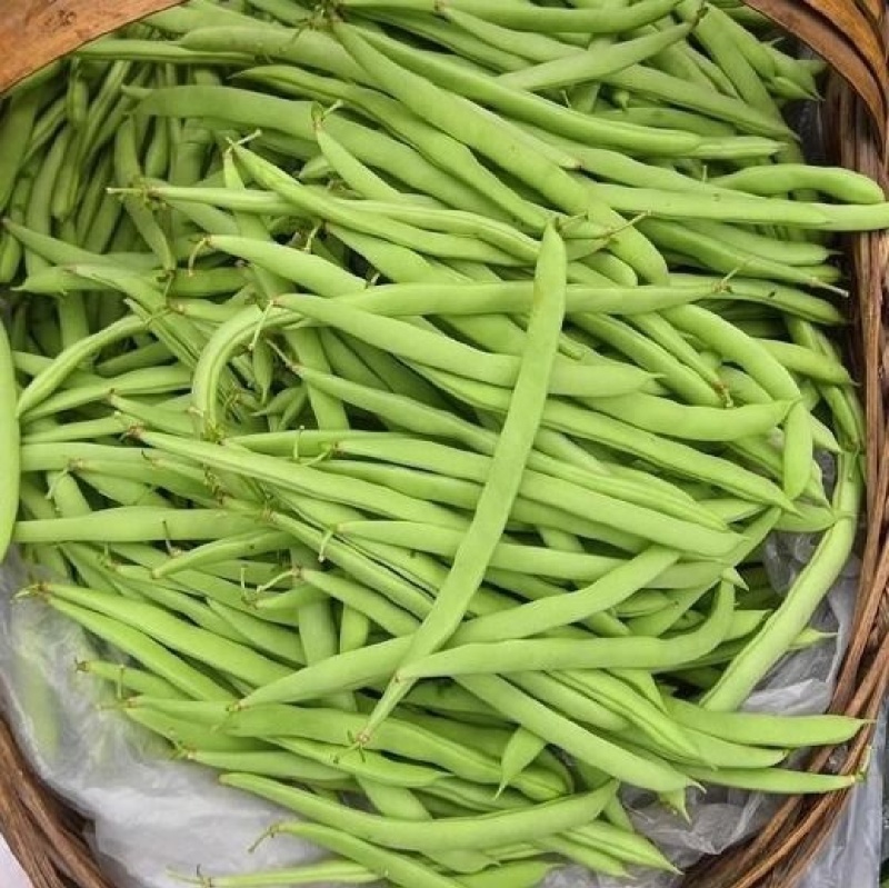 湖北精品四季豆无筋豆高山种植