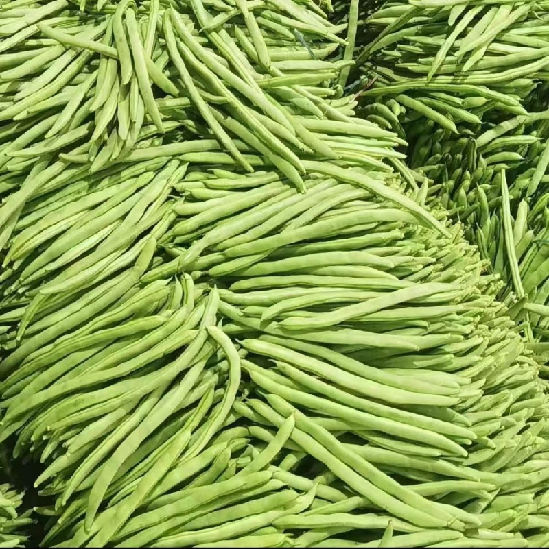 湖北精品四季豆无筋豆高山种植