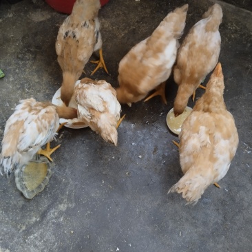 宠物小黄鸡，自家养只有6只