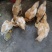 宠物小黄鸡，自家养只有6只