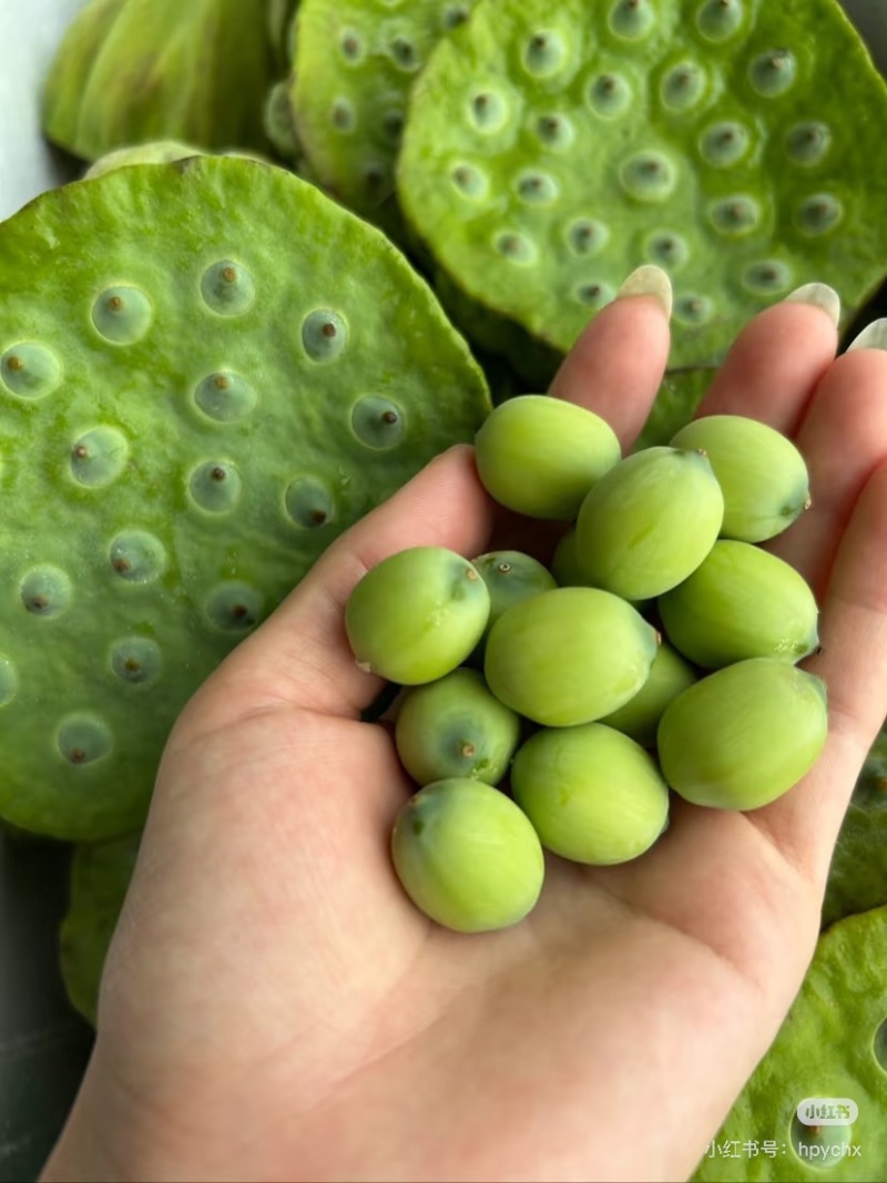 湖北洪湖嫩莲蓬老莲蓬批发零售