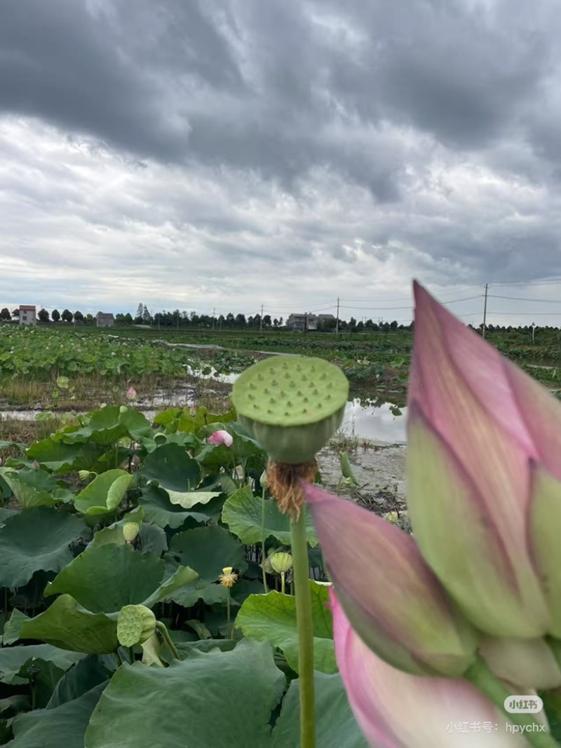 湖北洪湖嫩莲蓬老莲蓬批发零售