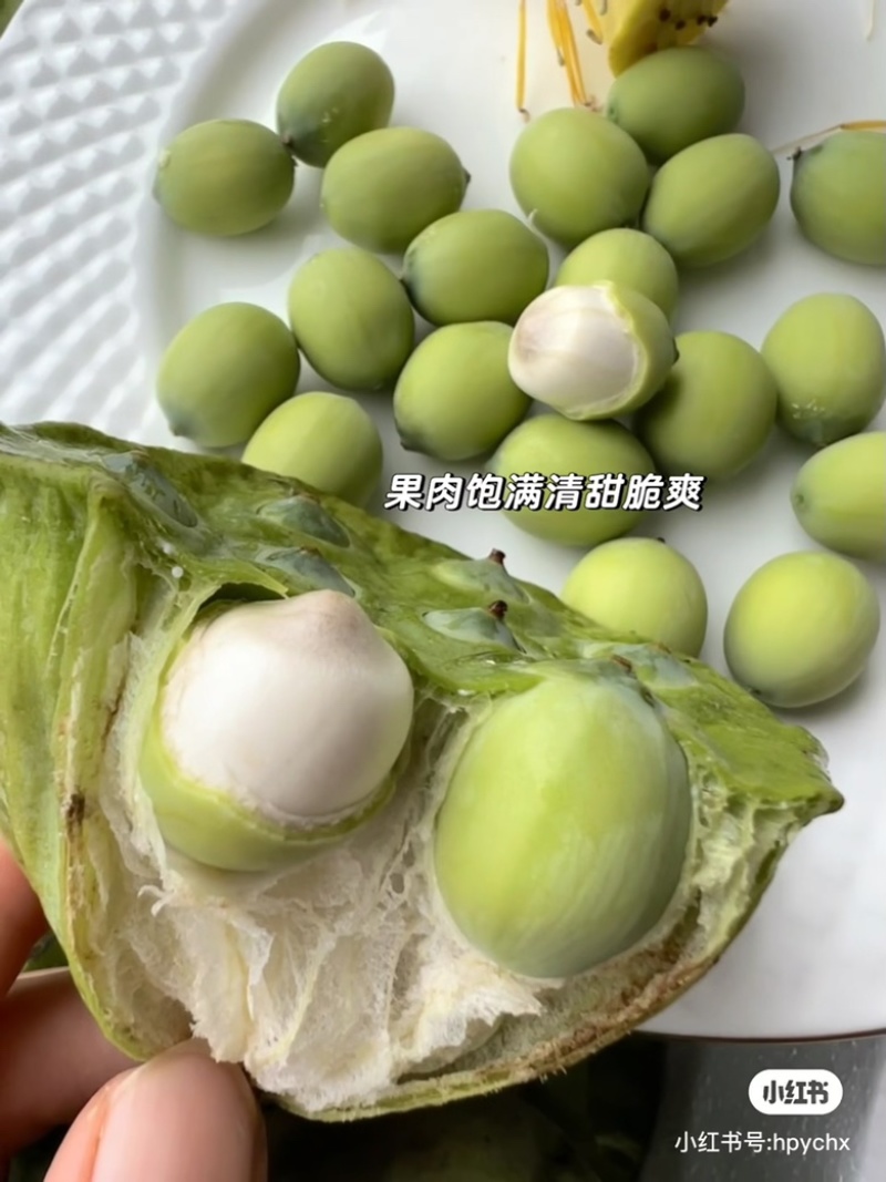 湖北洪湖嫩莲蓬老莲蓬批发零售