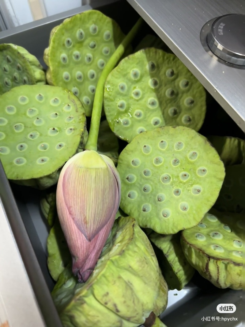 湖北洪湖嫩莲蓬老莲蓬批发零售
