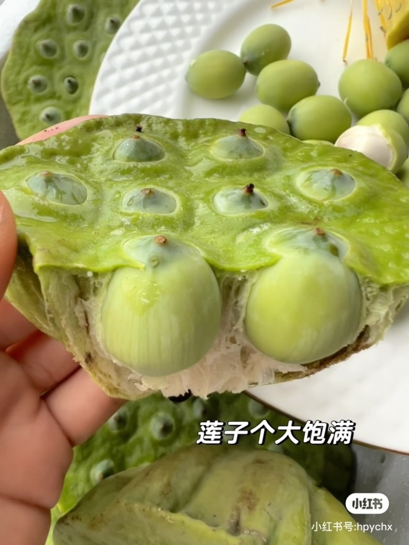 湖北洪湖嫩莲蓬老莲蓬批发零售