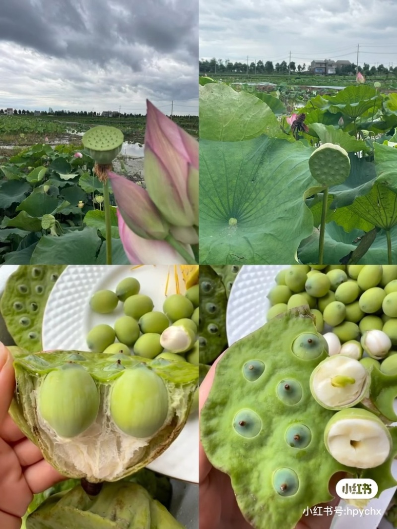湖北洪湖嫩莲蓬老莲蓬批发零售