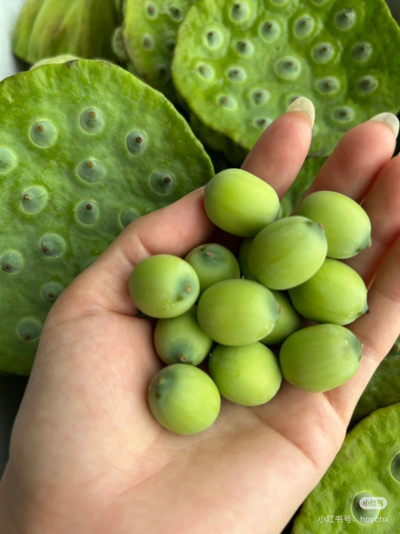 湖北洪湖嫩莲蓬老莲蓬批发零售