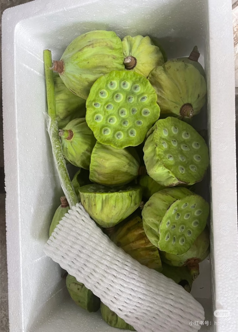 湖北洪湖嫩莲蓬老莲蓬批发零售