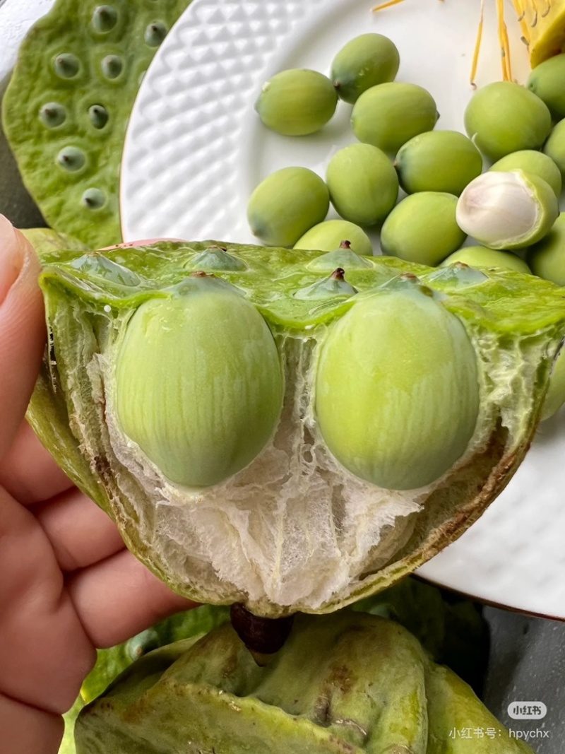 湖北洪湖嫩莲蓬老莲蓬批发零售