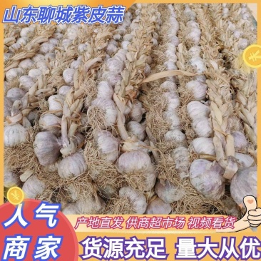 山东聊城大蒜紫皮蒜辫子蒜干蒜供全国商超市场量大从优