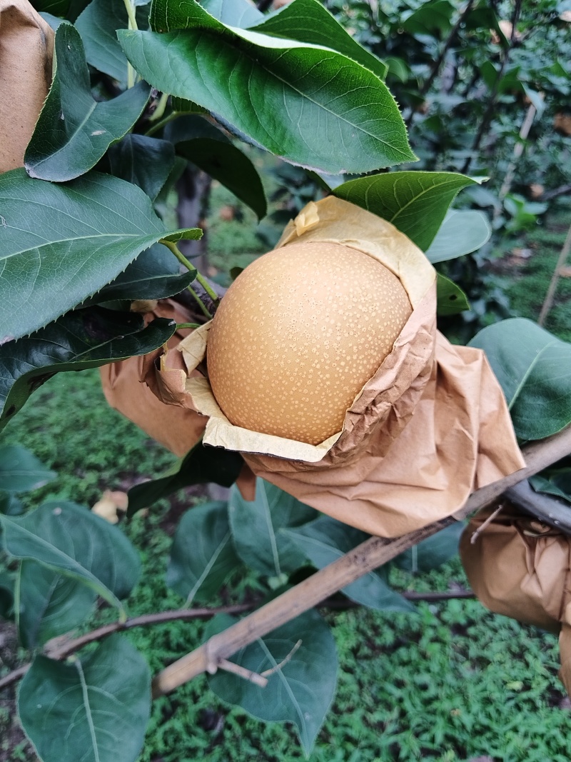 秋月梨