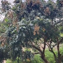 广西博白石硖龙眼