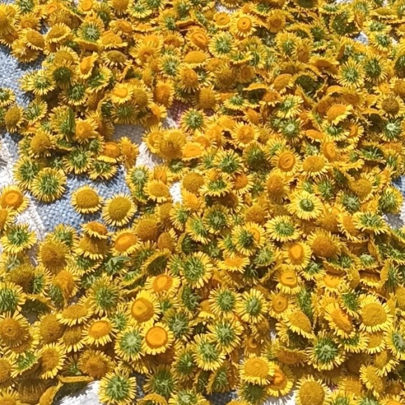 新鲜精品旋覆花，价格美丽，需要的来老板来谈