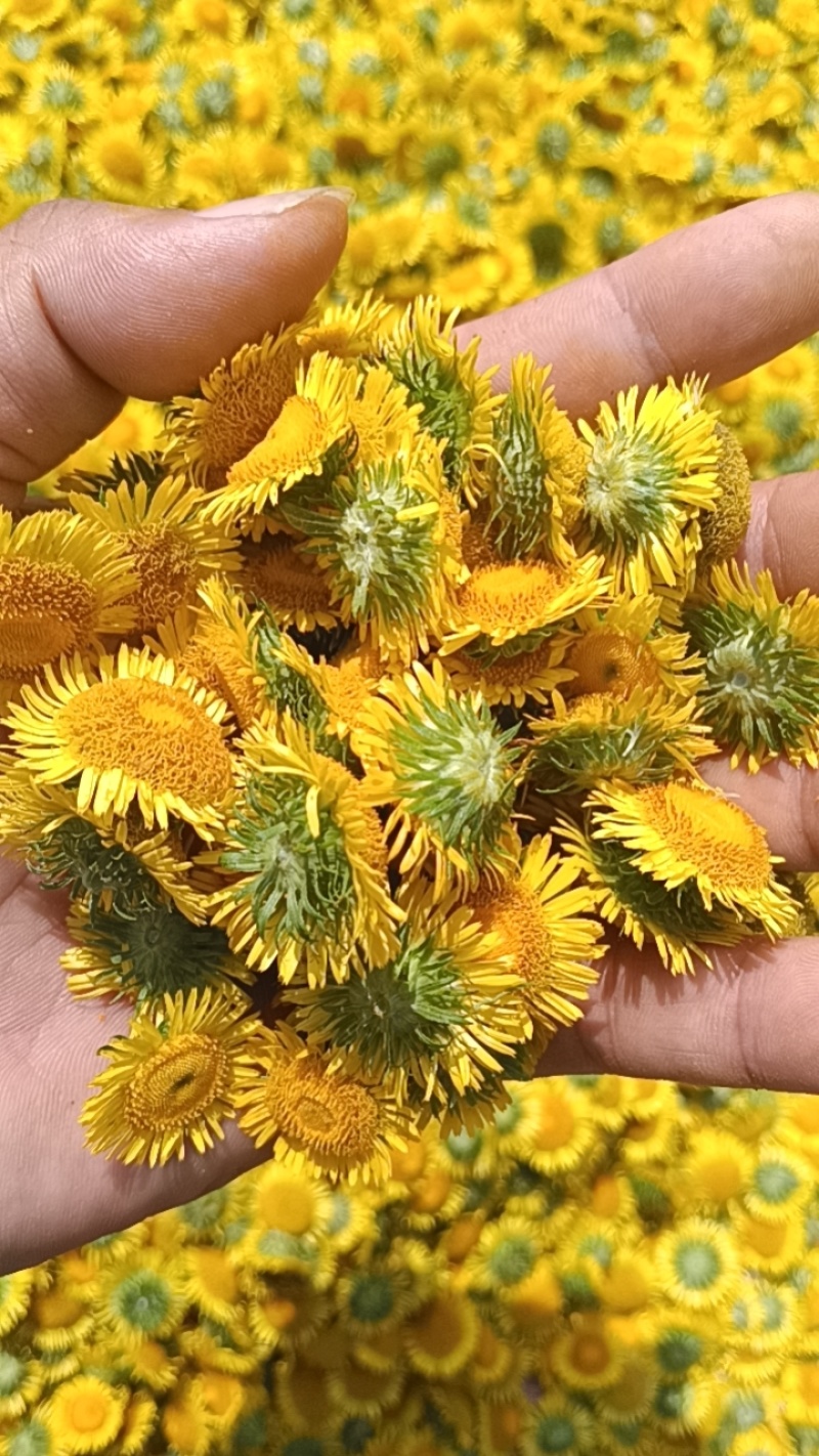 新鲜精品旋覆花，价格美丽，需要的来老板来谈