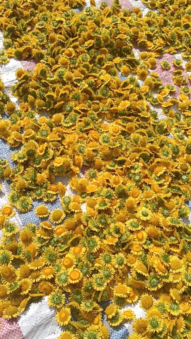 新鲜精品旋覆花，价格美丽，需要的来老板来谈
