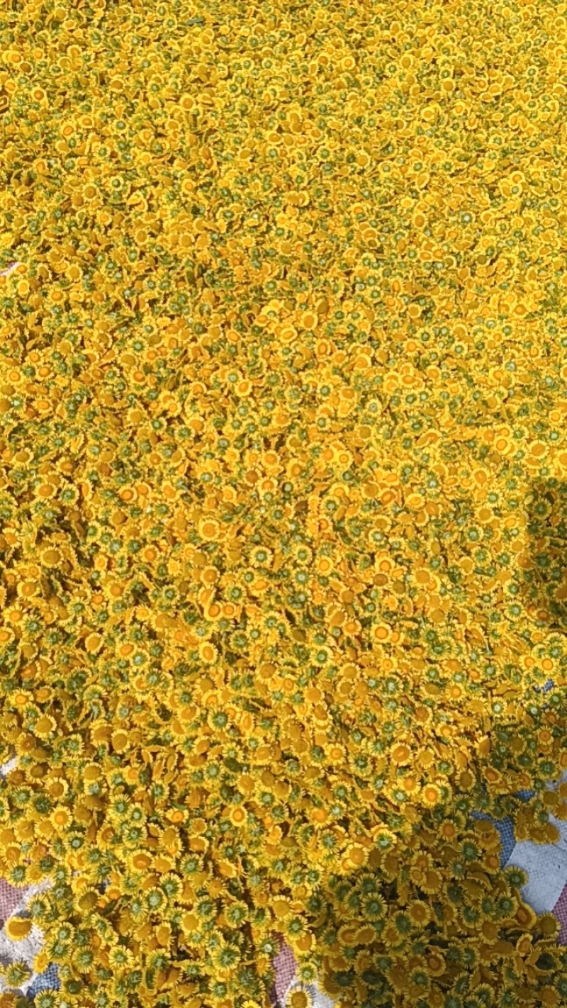 新鲜精品旋覆花，价格美丽，需要的来老板来谈