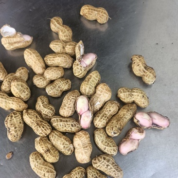 精品湖北供应鲜花生，白沙花生，大量供应货源稳定
