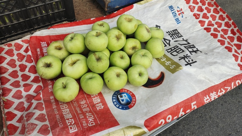 早熟苹果