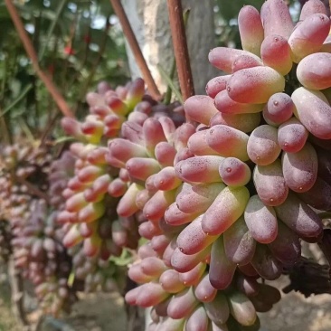 山东平邑茉莉香葡萄大量上市。量多优惠。欢迎采购