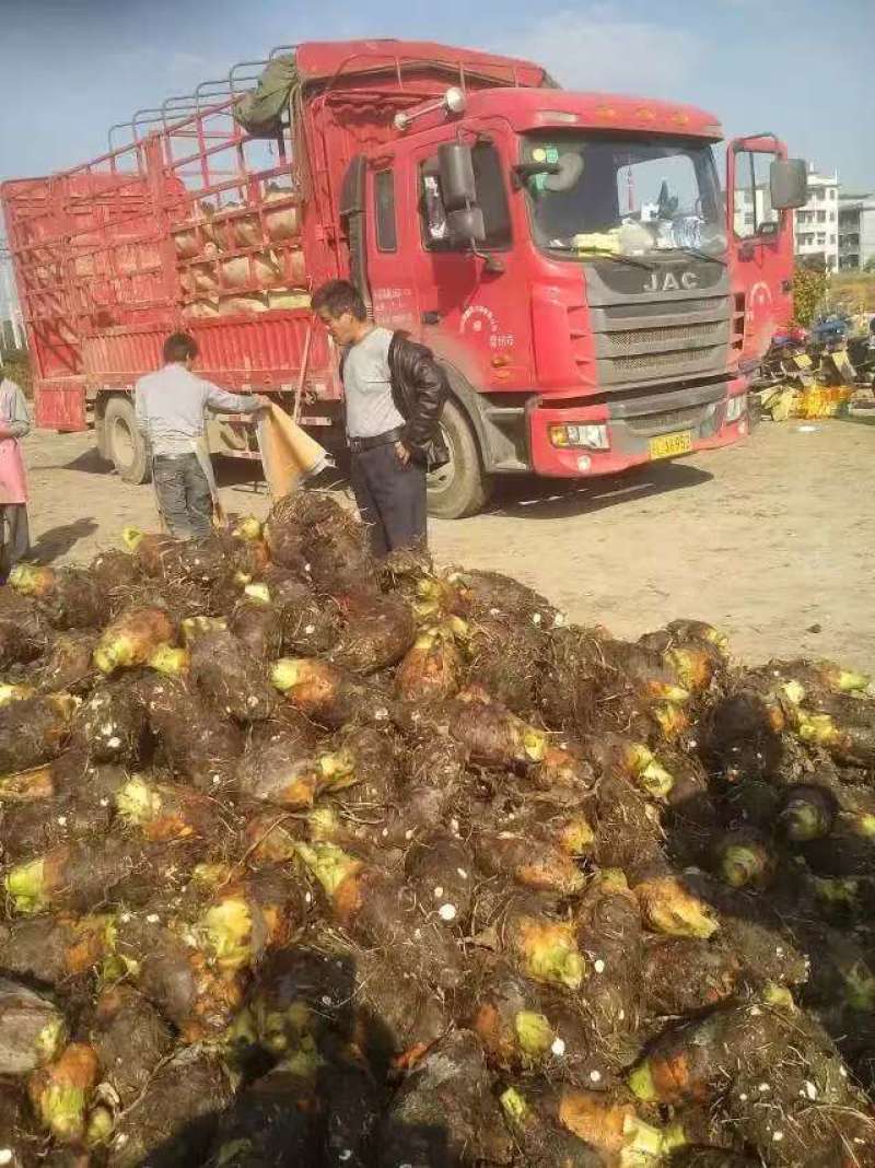 浙江金华炮弹香芋支持各种规格欢迎老板来电咨询