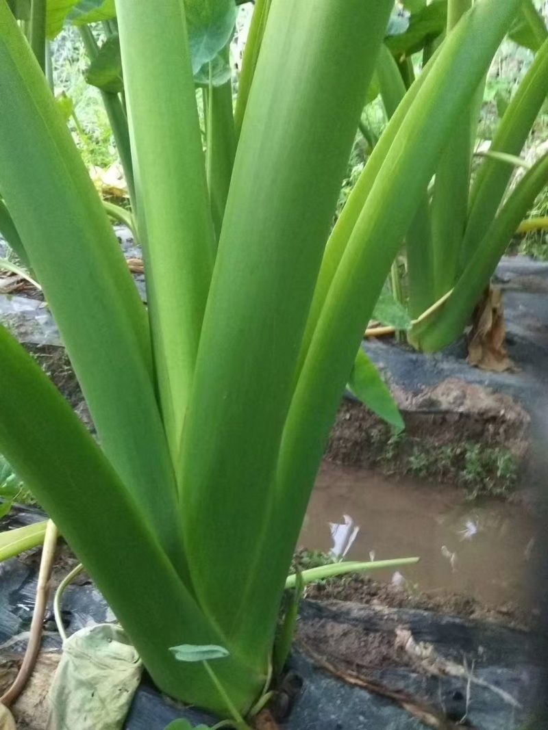 浙江金华炮弹香芋支持各种规格欢迎老板来电咨询