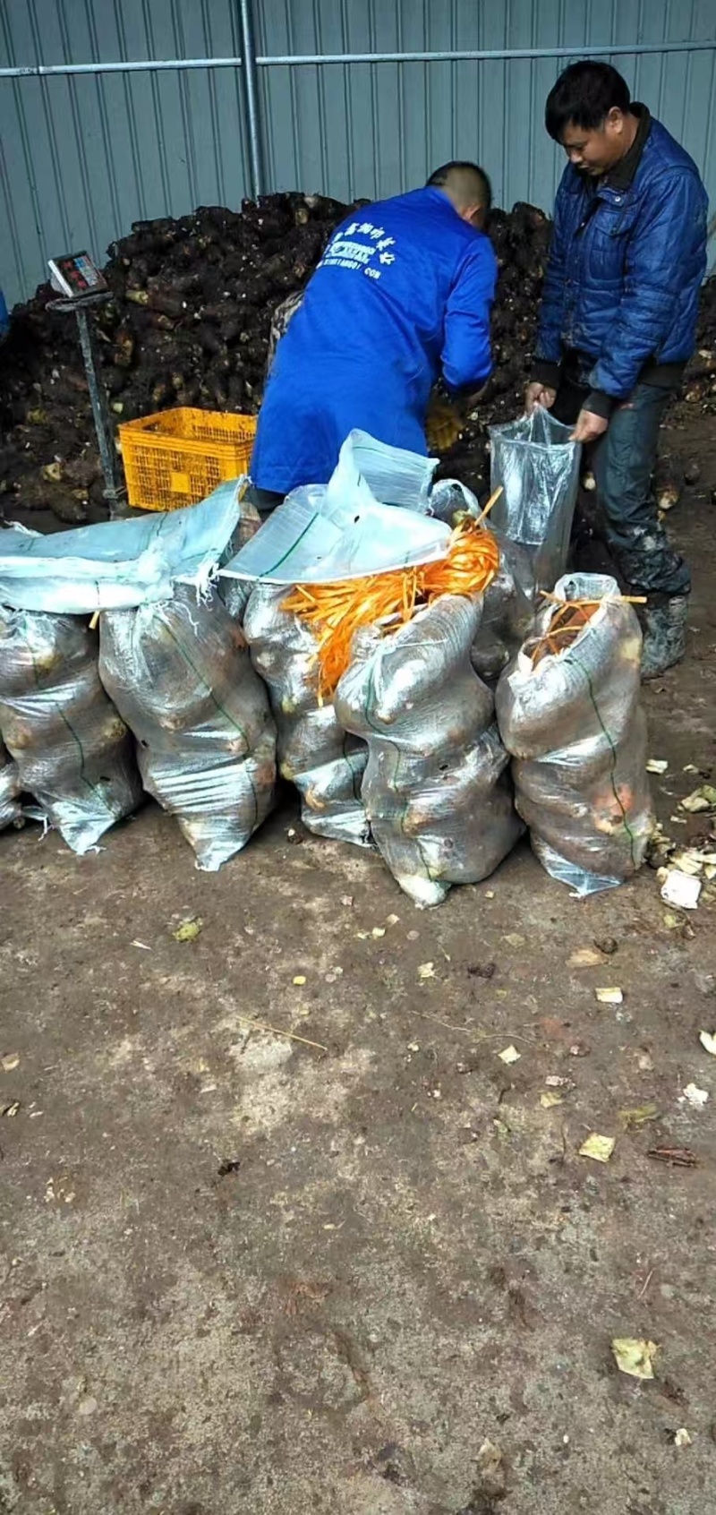 浙江金华炮弹香芋支持各种规格欢迎老板来电咨询