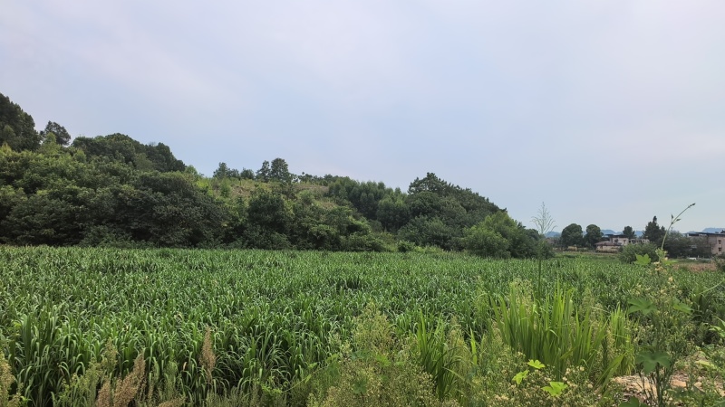 牧草宜隆二号牧草饲料牛羊猪鸡鹅养殖场动物园家畜喂养赛马牧草