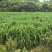 牧草宜隆二号牧草饲料牛羊猪鸡鹅养殖场动物园家畜喂养赛马牧草