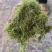 牧草宜隆二号牧草饲料牛羊猪鸡鹅养殖场动物园家畜喂养赛马牧草