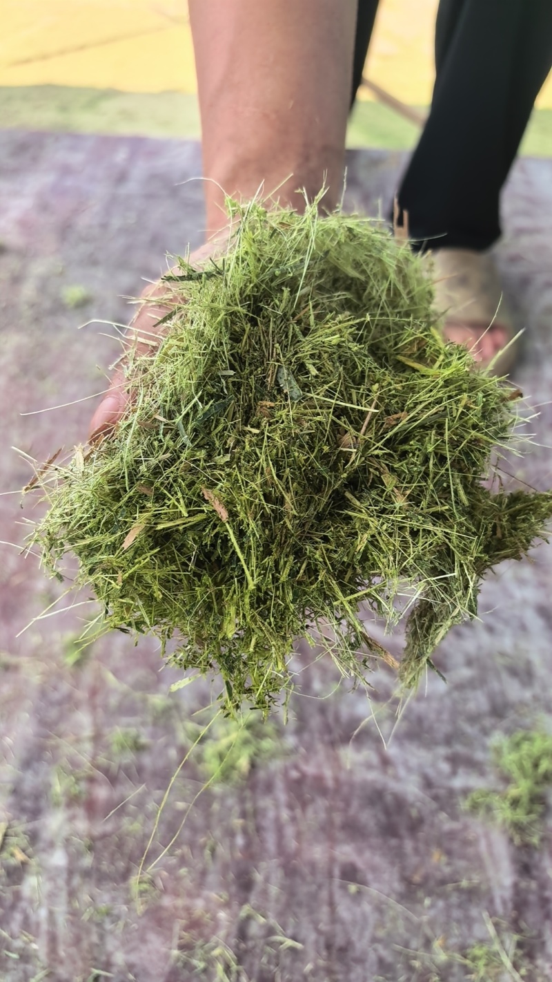 牧草宜隆二号牧草饲料牛羊猪鸡鹅养殖场动物园家畜喂养赛马牧草
