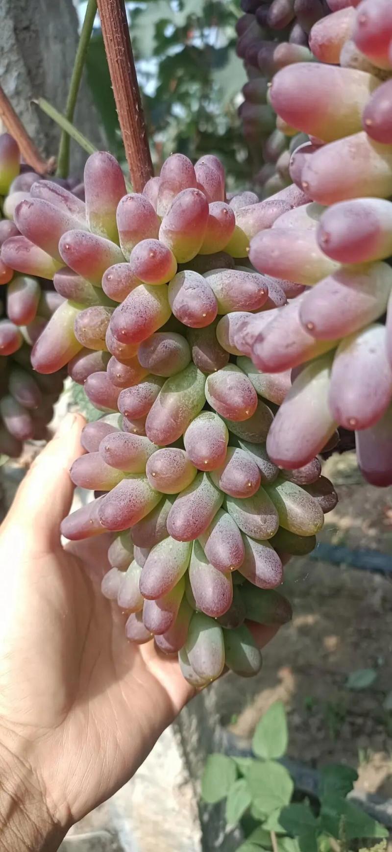 山东平邑茉莉香葡萄大量上市。量多优惠。欢迎采购