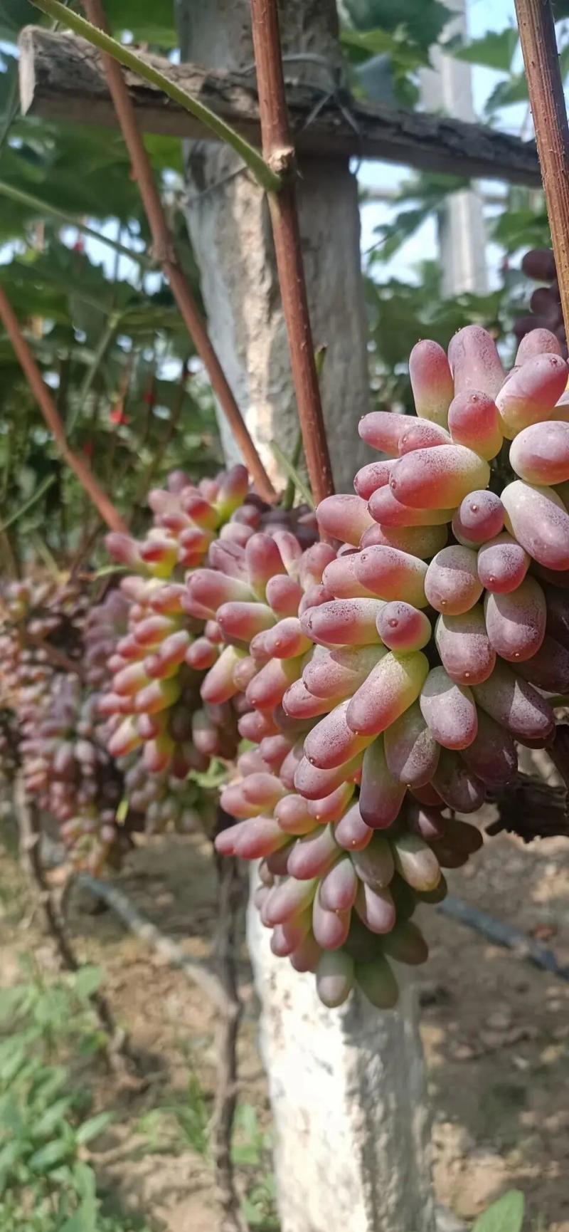 山东平邑茉莉香葡萄大量上市。量多优惠。欢迎采购