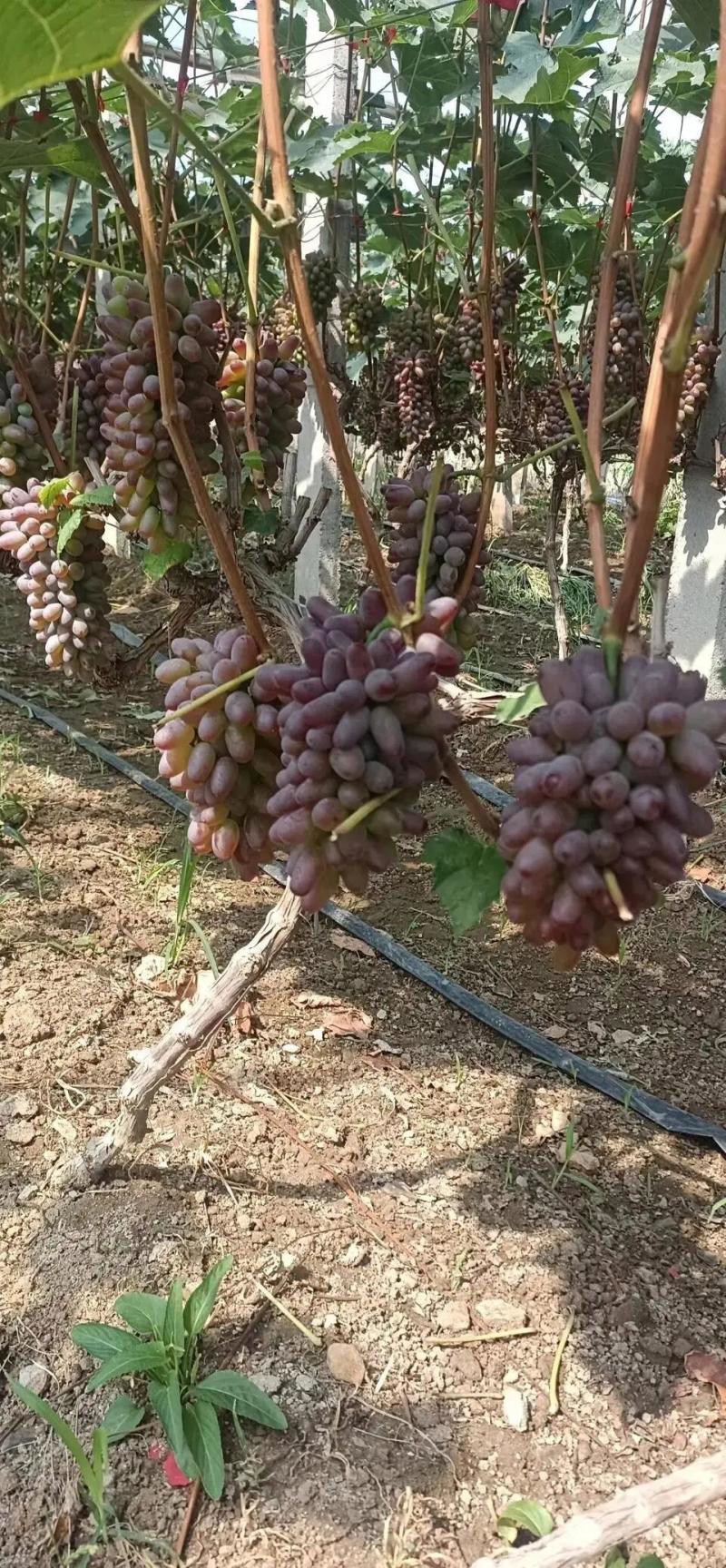 山东平邑茉莉香葡萄大量上市。量多优惠。欢迎采购