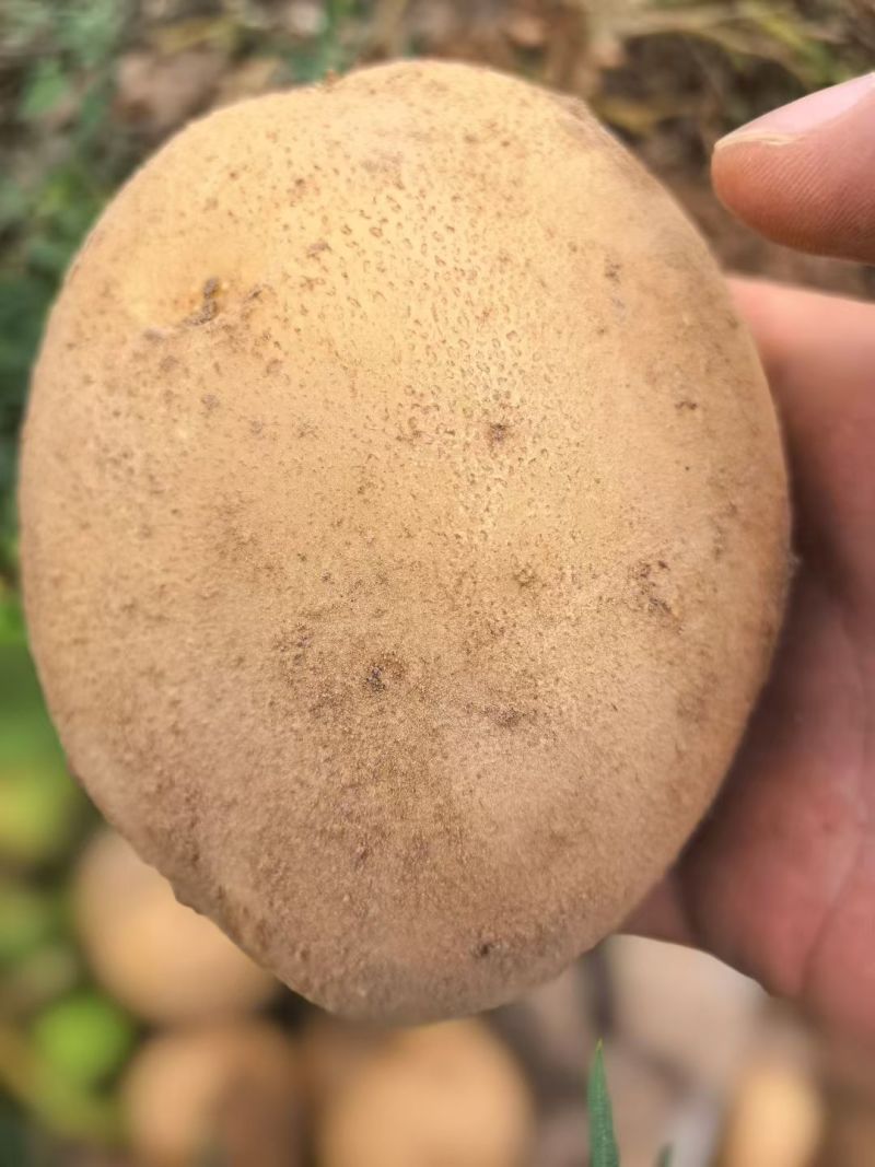西森4号
