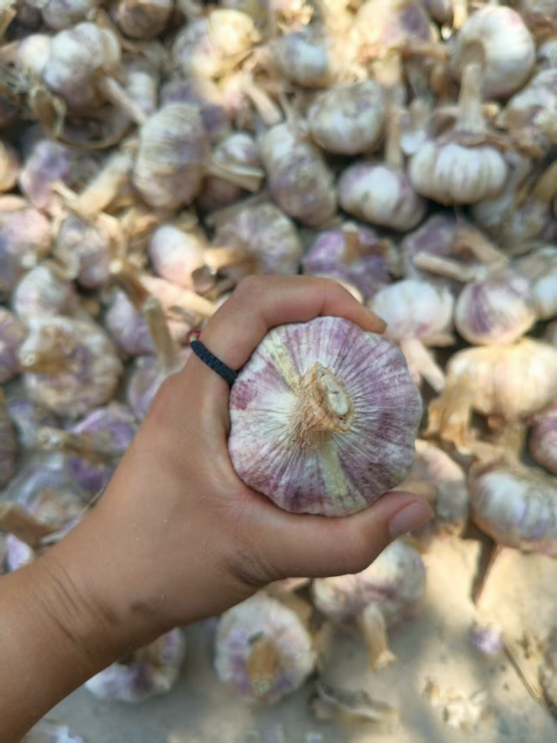 大蒜大量有货产地直发质量保证一手货源欢迎购买