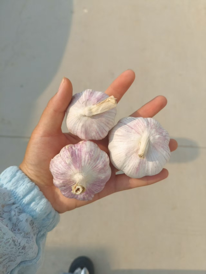 大蒜大量有货产地直发质量保证一手货源欢迎购买