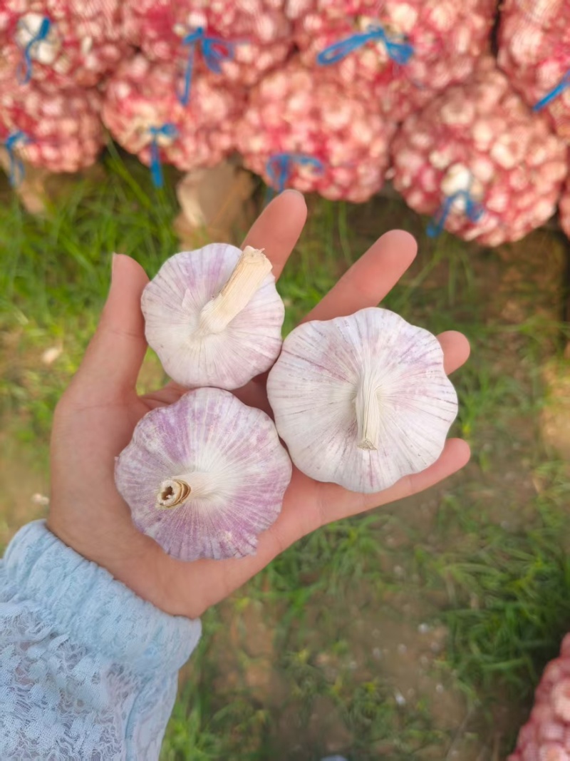 大蒜大量有货产地直发质量保证一手货源欢迎购买