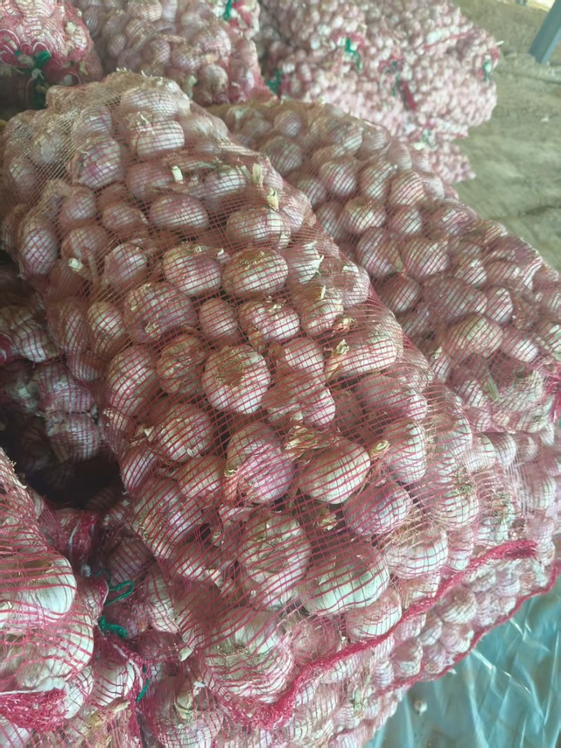 大蒜大量有货产地直发质量保证一手货源欢迎购买