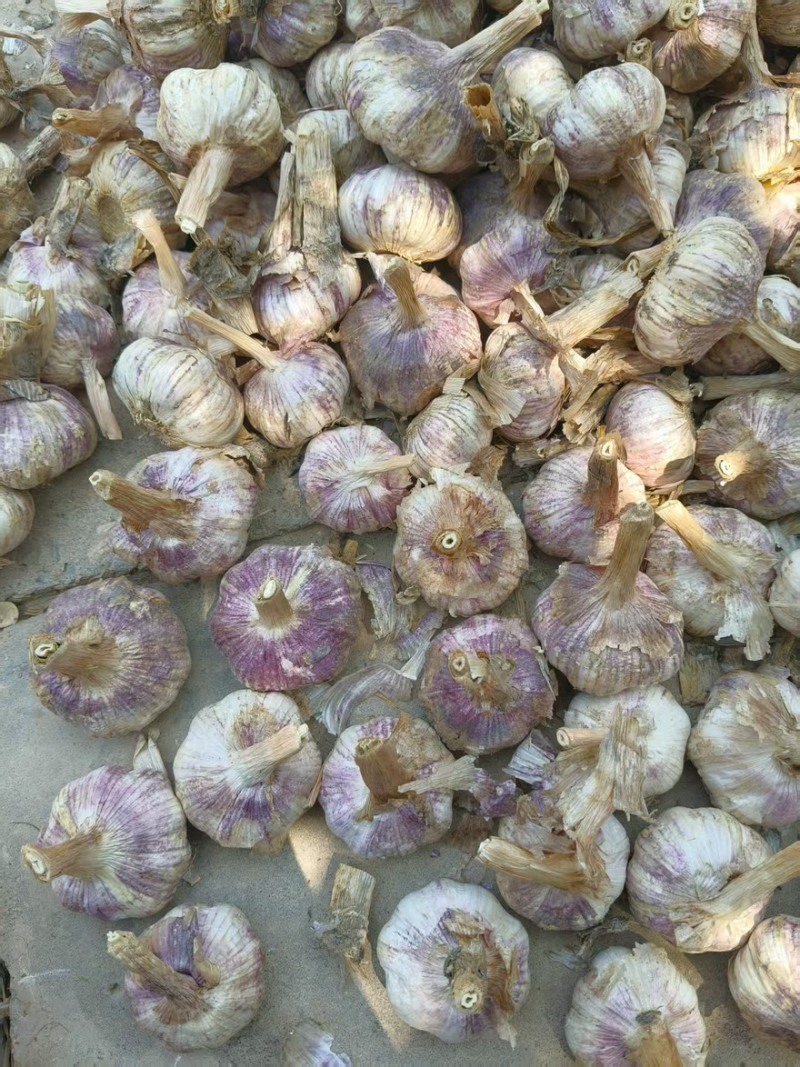 大蒜大量有货产地直发质量保证一手货源欢迎购买