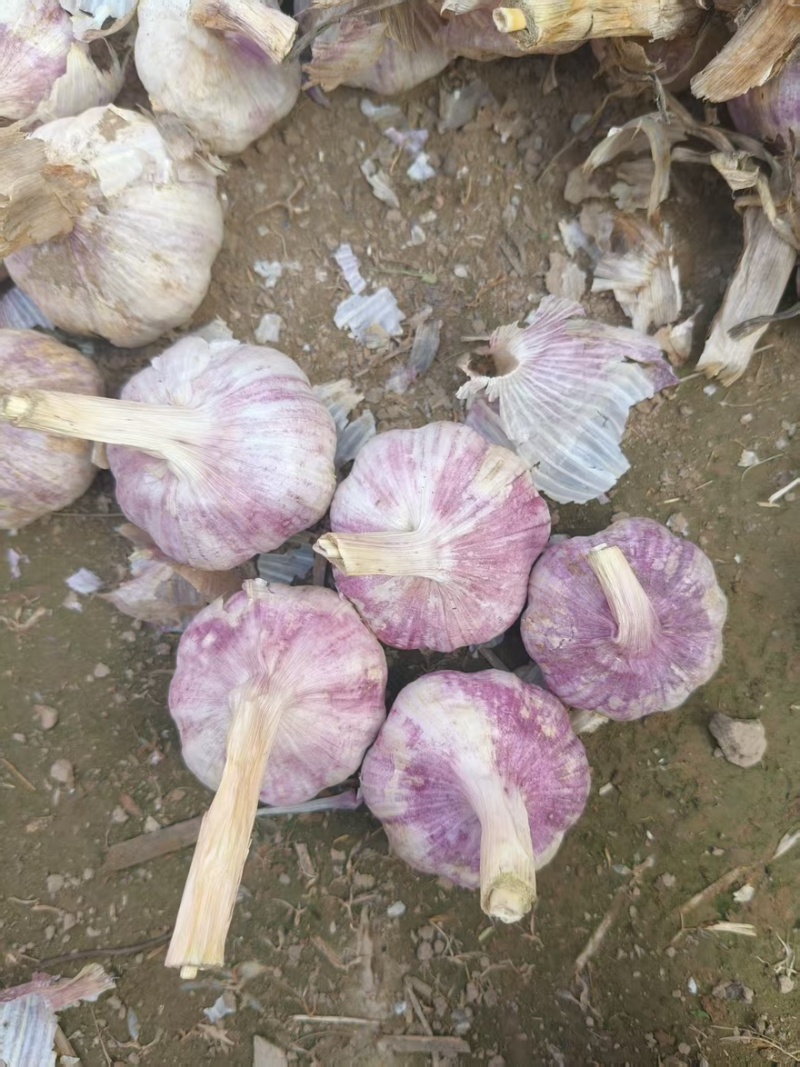 大蒜大量有货产地直发质量保证一手货源欢迎购买