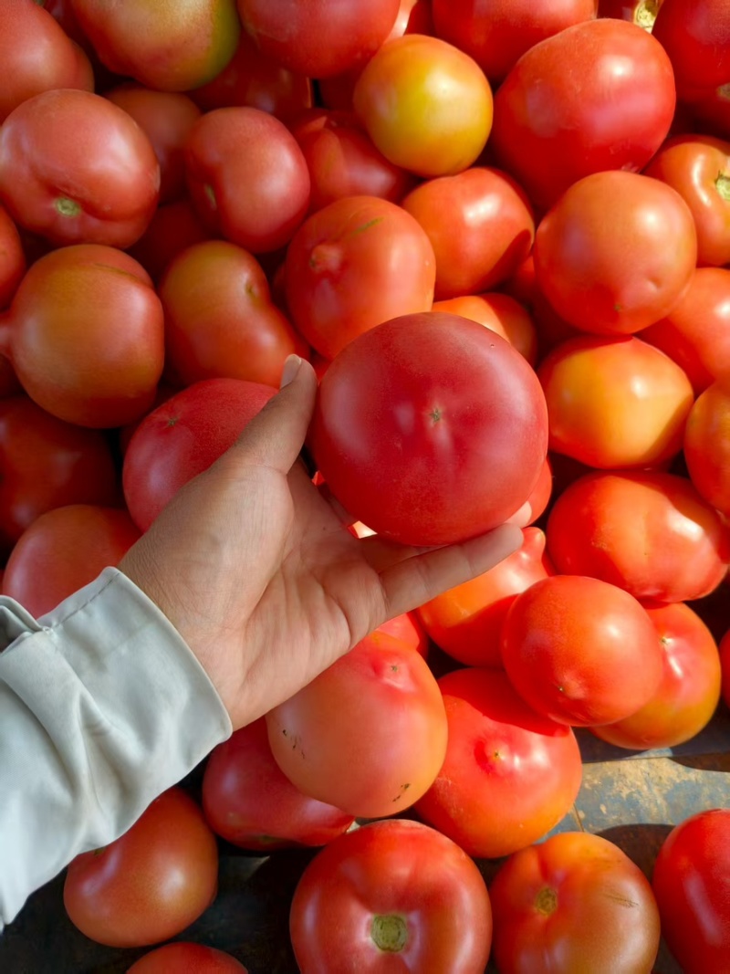 西红柿大量有货产地直销口感脆甜全国通发质量保证