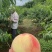 水蜜桃