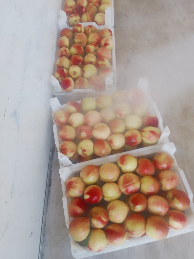 精品北京十四号先摘现发，质量可靠，产地直供